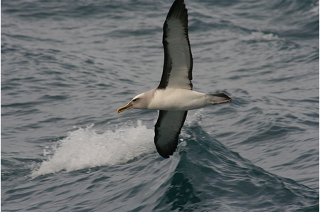 albatross