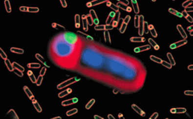 bacillus