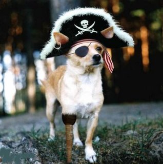 cane pirata