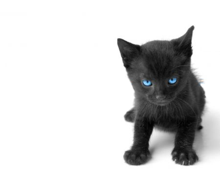 gatto computer 2