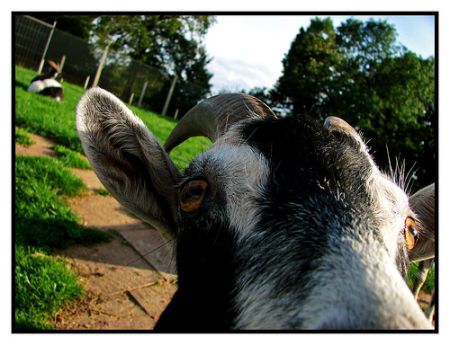 goat google