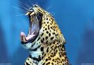 il leopardo sbadiglia, tanto è lenta la sua avanzata