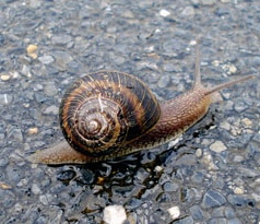 lumaca