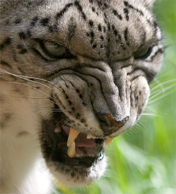 Leopard image