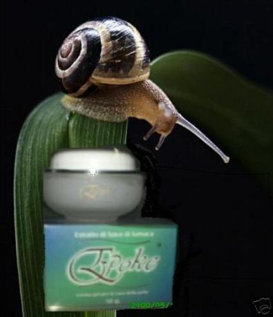 lumaca