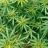 Facebook Marijuana