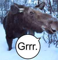 Moose