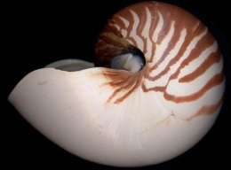 Nautilus