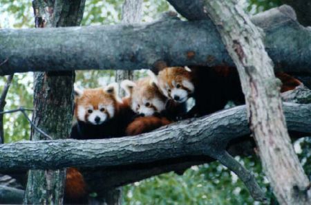 panda rossi a go go