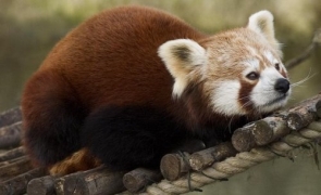 PandaRosso