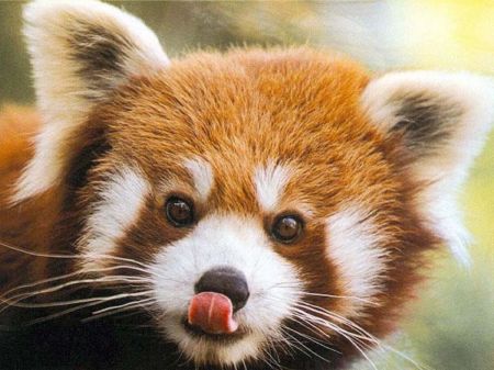 panda rosso