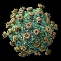 retrovirus conficker