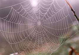 web
