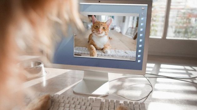 uso facebook social network animali